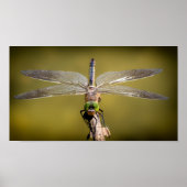 Dragonfly in rust poster (Voorkant)