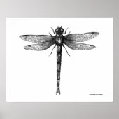 Dragonfly-inktdrawibbe Poster (Voorkant)