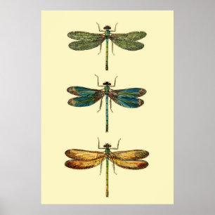 Dragonfly Insects Collectie Poster