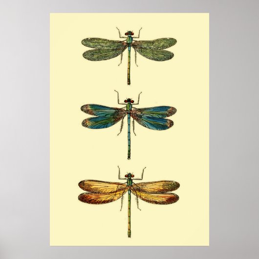 Dragonfly Insects Collectie Poster (Voorkant)