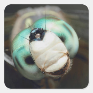 Dragonfly Iridescent Compound Eyes in de nabijheid Vierkante Sticker