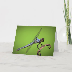 Dragonfly, kaart