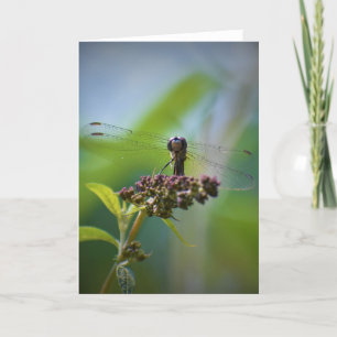 Dragonfly, kaart