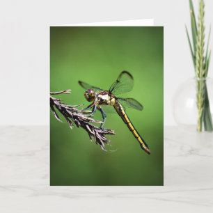Dragonfly, kaart