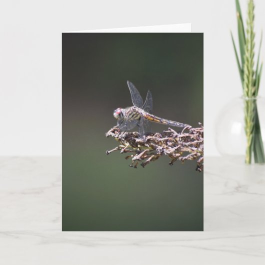 Dragonfly, kaart (Voorkant)