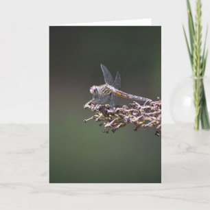Dragonfly, kaart