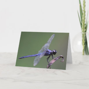 Dragonfly, kaart