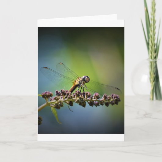 Dragonfly, kaart (Voorkant)