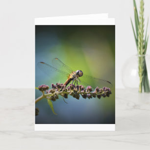 Dragonfly, kaart