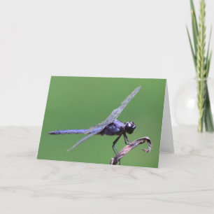 Dragonfly, kaart