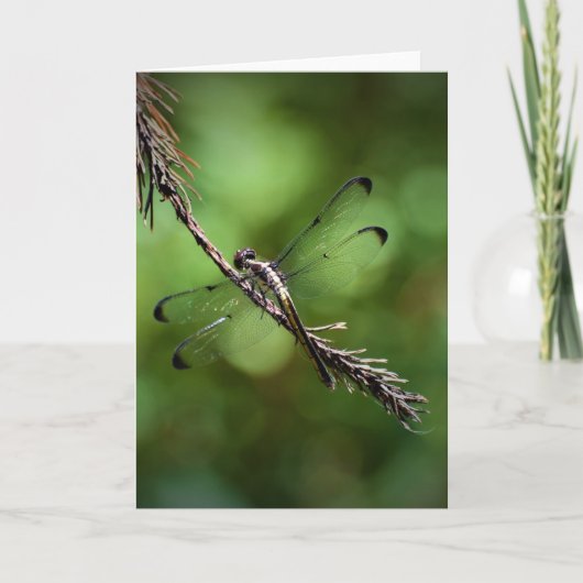 Dragonfly, kaart (Voorkant)