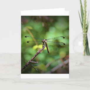 Dragonfly, kaart