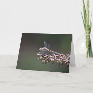Dragonfly, kaart