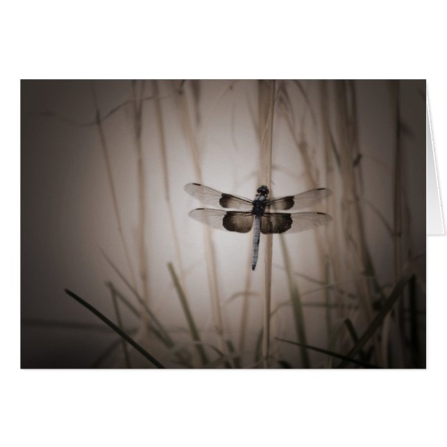 Dragonfly -  kijk (Voorkant Horizontaal)