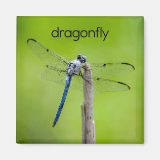 Dragonfly-koelkast Magnet