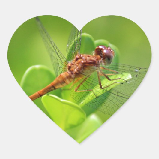 Dragonfly landde op Green Garden Plant Hart Sticker (Voorkant)
