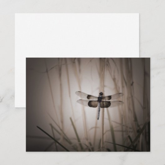 Dragonfly - look briefkaart (Voorkant / Achterkant)
