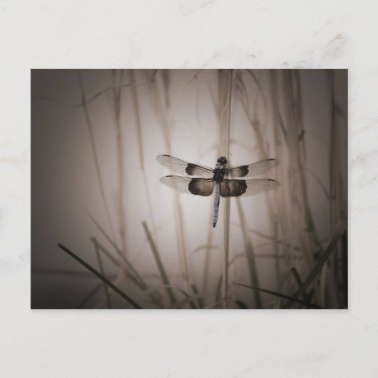 Dragonfly - look briefkaart (Voorkant)