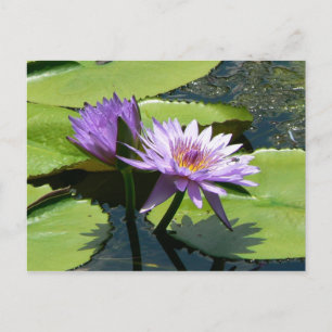 Dragonfly Lotus Briefkaart