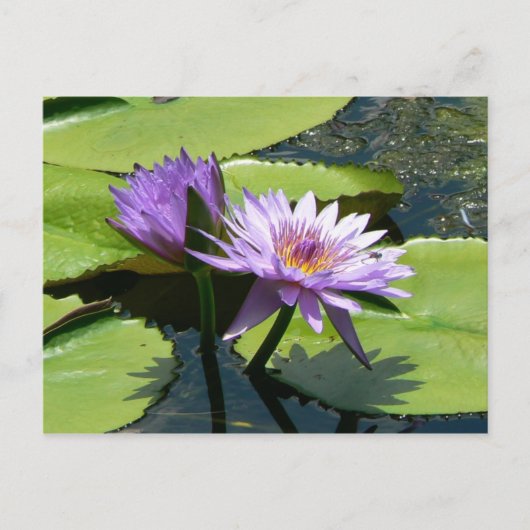 Dragonfly Lotus Briefkaart (Voorkant)