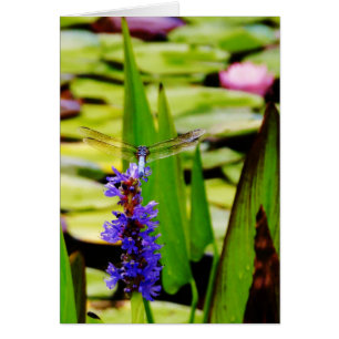 Dragonfly lotus en paarse bloem