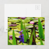 Dragonfly lotus en paarse bloem briefkaart (Voorkant / Achterkant)
