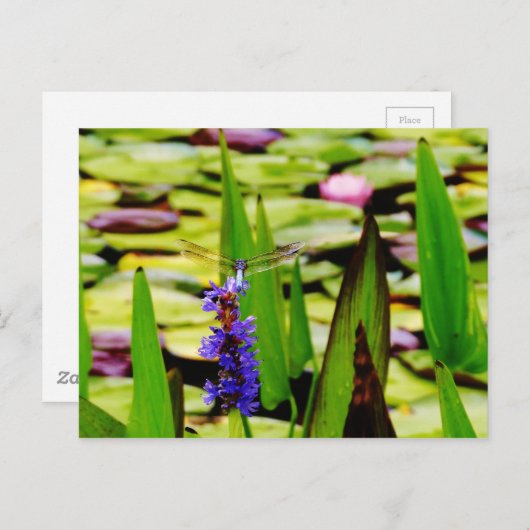 Dragonfly lotus en paarse bloem briefkaart (Voorkant / Achterkant)