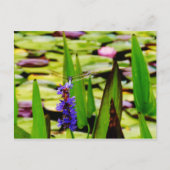 Dragonfly lotus en paarse bloem briefkaart (Voorkant)