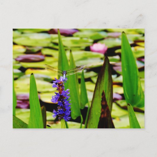 Dragonfly lotus en paarse bloem briefkaart (Voorkant)