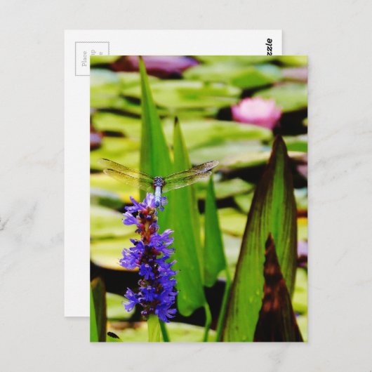 Dragonfly lotus en paarse bloem briefkaart (Voorkant / Achterkant)