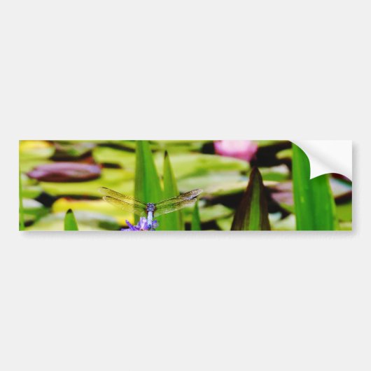 Dragonfly lotus en paarse bloem bumpersticker (Voorkant)