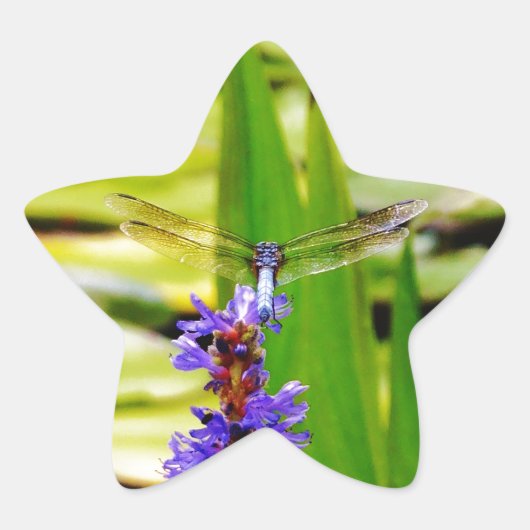 Dragonfly lotus en paarse bloem ster sticker (Voorkant)