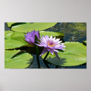 Dragonfly Lotus Poster