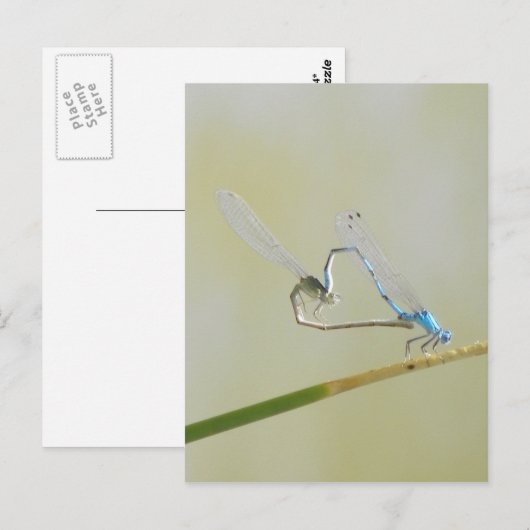 Dragonfly Love Briefkaart (Voorkant / Achterkant)