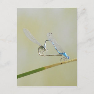 Dragonfly Love Briefkaart