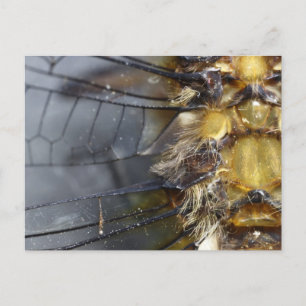 Dragonfly Macro Briefkaart