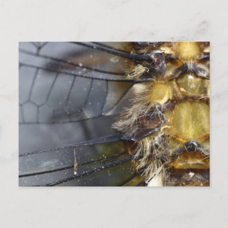 Dragonfly Macro Briefkaart