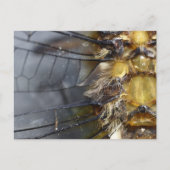 Dragonfly Macro Briefkaart (Voorkant)