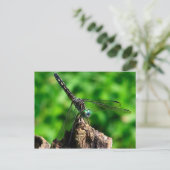 Dragonfly Macro Natuur Fotografie Briefkaart (Staand voorkant)