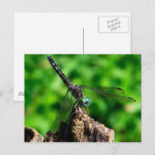 Dragonfly Macro Natuur Fotografie Briefkaart (Voorkant / Achterkant)