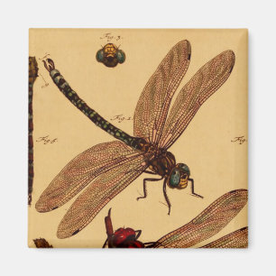Dragonfly Magneet