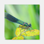 Dragonfly Magneet (Voorkant)