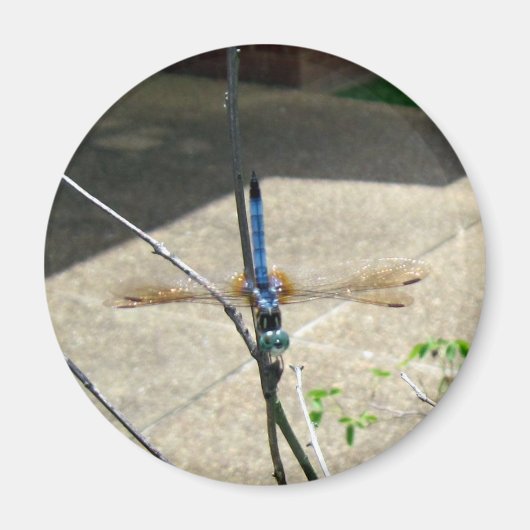 Dragonfly Magneet (Voorkant)