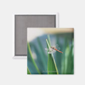 Dragonfly Magneet (Voorkant / Achterkant)