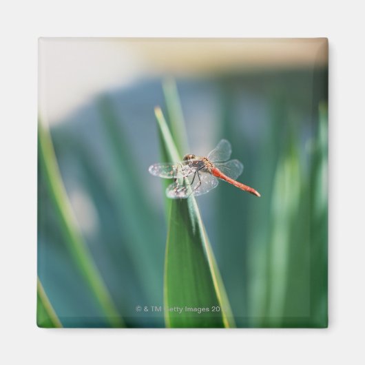 Dragonfly Magneet (Voorkant)