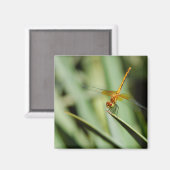 DragonFly Magneet (Voorkant / Achterkant)