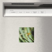DragonFly Magneet (Insitu (Vaatwasser))