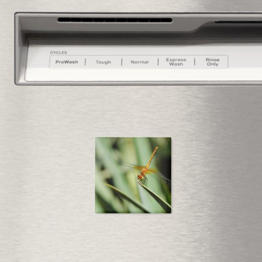 DragonFly Magneet (Insitu (Vaatwasser))