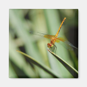 DragonFly Magneet