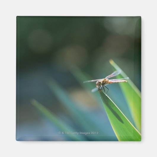 Dragonfly Magneet (Voorkant)